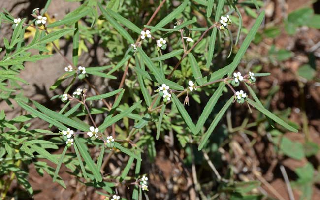 Chamaesyce florida, Chiricahua Mountain Sandmat, Southwest Desert Flora<